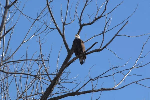 Weißkopfseeadler Folgen Den Gänsen Während Der Migration Auf Der Suche — Stockfoto