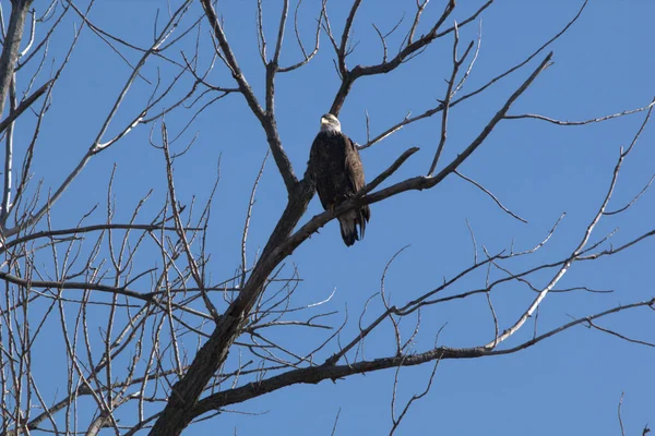 Weißkopfseeadler Folgen Den Gänsen Während Der Migration Auf Der Suche — Stockfoto