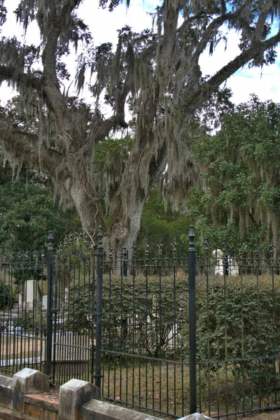 Bonaventure坟场被选为世界十大最美丽的坟场之一 宏伟的雕塑 纪念碑和精致的墓穴装饰着160英亩的土地 上面点缀着优雅的 覆盖着苔藓的活橡树 — 图库照片