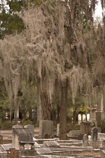 Bonaventure Mezarlığı dünyanın en güzel 10 mezarlığında seçildi! Çarpıcı heykeller, anıtlar ve özenle hazırlanmış mezarlıklar zarif, yosunlu meşe ağaçlarıyla süslenmiş 160 dönümlük araziyi süslüyor..