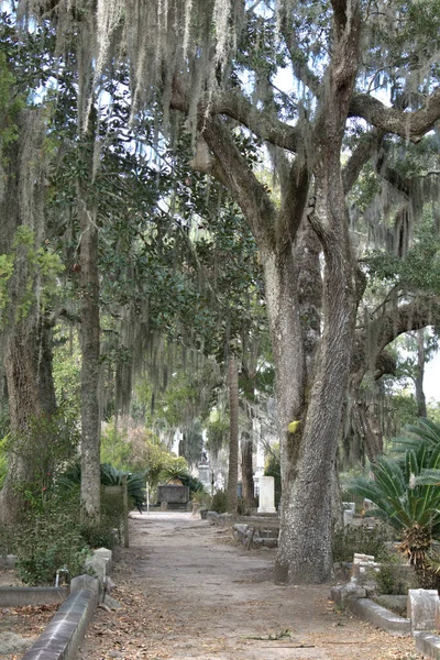 Bonaventure Mezarlığı dünyanın en güzel 10 mezarlığında seçildi! Çarpıcı heykeller, anıtlar ve özenle hazırlanmış mezarlıklar zarif, yosunlu meşe ağaçlarıyla süslenmiş 160 dönümlük araziyi süslüyor..