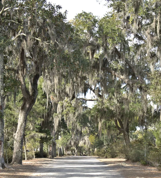 Bonaventure Mezarlığı dünyanın en güzel 10 mezarlığında seçildi! Çarpıcı heykeller, anıtlar ve özenle hazırlanmış mezarlıklar zarif, yosunlu meşe ağaçlarıyla süslenmiş 160 dönümlük araziyi süslüyor..