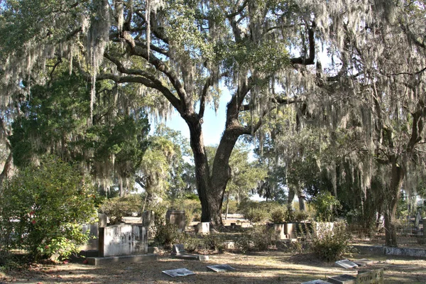 Bonaventure Cemetery Fue Votado Entre Los Cementerios Más Bellos Del — Foto de Stock