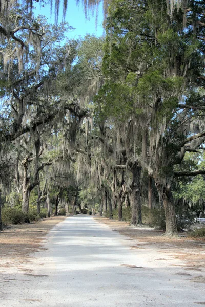 Bonaventure Mezarlığı dünyanın en güzel 10 mezarlığında seçildi! Çarpıcı heykeller, anıtlar ve özenle hazırlanmış mezarlıklar zarif, yosunlu meşe ağaçlarıyla süslenmiş 160 dönümlük araziyi süslüyor..