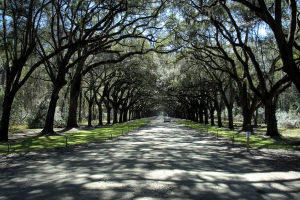 Wormsloe-Savannah, GA İspanyol yosunu Noble Jones 'un sömürge arazisi Wormsloe' nin tekir harabelerine gidiyor. 