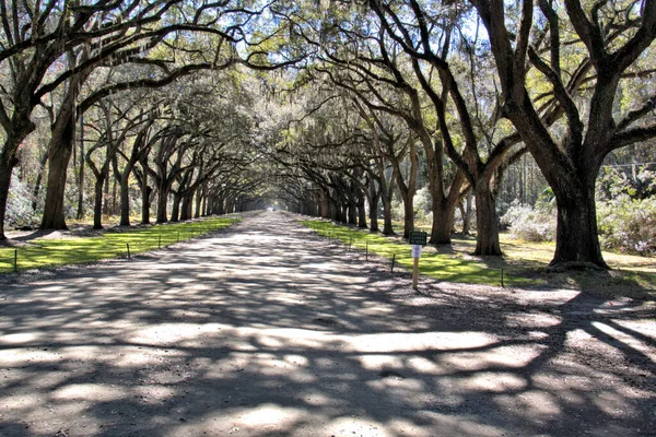 Bonaventure Mezarlığı dünyanın en güzel 10 mezarlığında seçildi! Çarpıcı heykeller, anıtlar ve özenle hazırlanmış mezarlıklar zarif, yosunlu meşe ağaçlarıyla süslenmiş 160 dönümlük araziyi süslüyor..