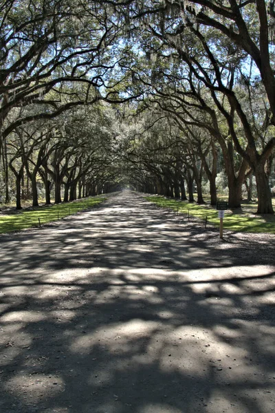 Wormsloe-Savannah, GA İspanyol yosunu, Noble Jones 'un (17021775) sömürge arazisi olan Wormsloe' nun tekir harabelerine gider.). 