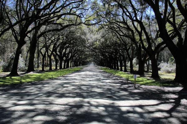 Plantacja Wormsloe Savannah Hiszpański Mech Prowadzi Tabby Ruiny Wormsloe Kolonialnego — Zdjęcie stockowe