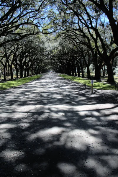 Bonaventure Cemetery Fue Votado Entre Los Cementerios Más Bellos Del — Foto de Stock