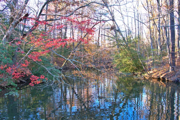 午後遅くに小さな小川を囲む木々の赤と黄色を示す秋の風景 — ストック写真