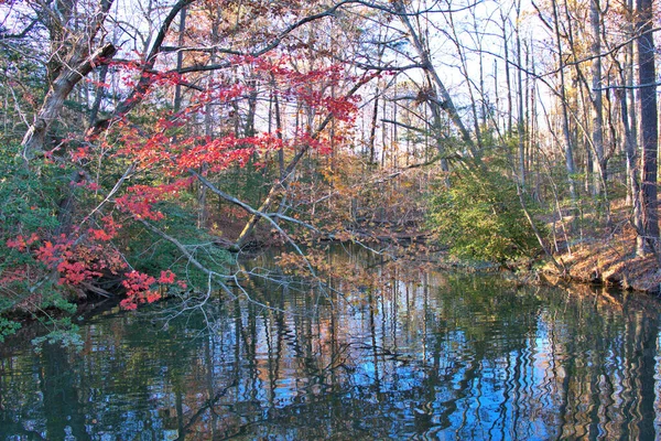 Vallen Landschap Pronken Met Rode Gele Van Bomen Die Een — Stockfoto