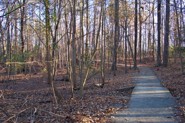 Fall Hiking Trail Thru Appalachian Forest — Stock Photo, Image