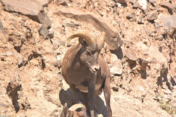 Big Horn Ram standing among boulders on a mountain side