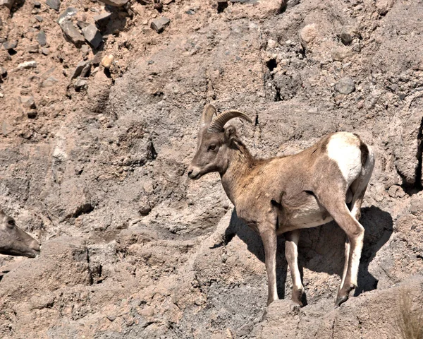 Volwassen Ram Staat Hoog Steile Bergrotsen — Stockfoto