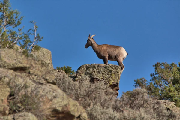 Big Horn Ewe Pulando Uma Pedra Montanha Com Céu Azul — Fotografia de Stock