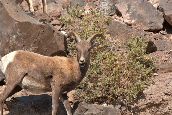 Young Big Horn Ram Kijkt Naar Fotograaf Terwijl Hij Urineert — Stockfoto