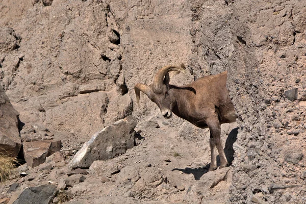 Big Horn Ram Chegando Perto Uma Grande Pedra — Fotografia de Stock