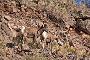 Koca Boynuz Ram dağa tırmanan bir dişi koyunu takip ediyor.