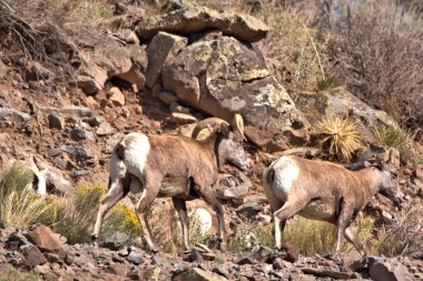 Koca Boynuz Ram dağa tırmanan bir dişi koyunu takip ediyor.