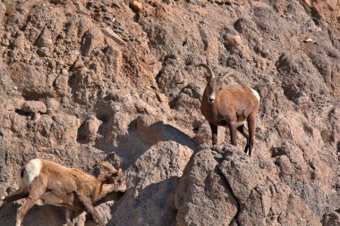 Büyük boynuzlu koyun kayalık bir çıkıntıda duruyor. Çevredeki kayalar için mineral gibi.
