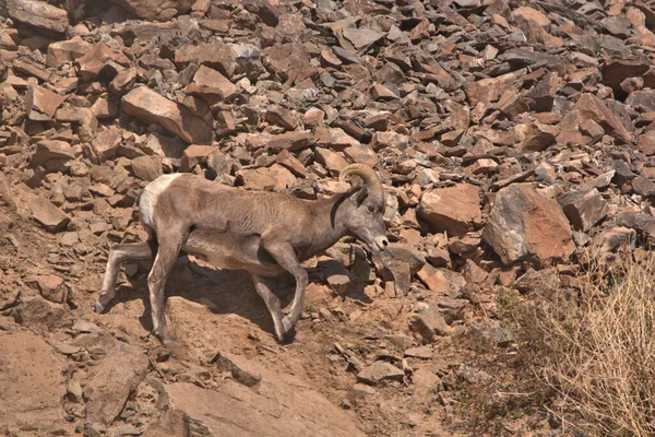 Big Horn Ram Loopt Een Smalle Rots — Stockfoto