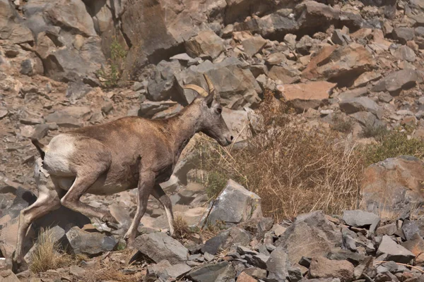 Big Horn Ewe Caminando Por Una Ladera Rocosa Montaña Mezclada —  Fotos de Stock