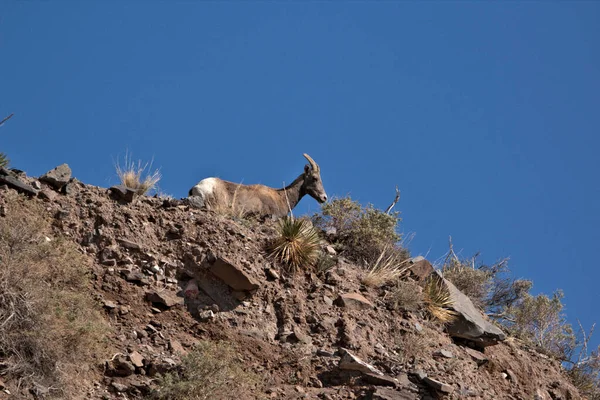 Big Horn Ewe Стоїть Вершині Гори Синім Фоном Неба — стокове фото