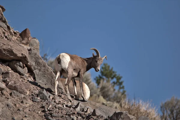 Big Horn Ewe Стоїть Вершині Гори Синіми Лижами Задньому Плані — стокове фото