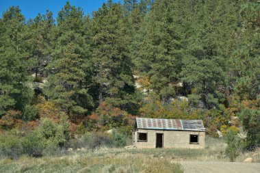 Terk edilmiş bir ev teneke bir çatı altında etrafını çevreleyen çam ağaçlarının sığınağında oturuyor.