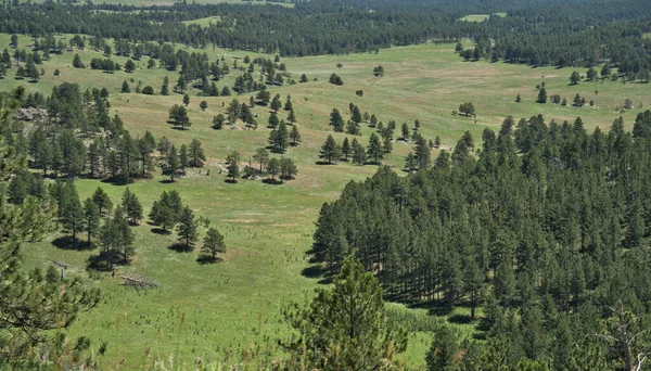 Δασοφύλακας Πύργος Στο Black Hills Της Νότιας Ντακότα — Φωτογραφία Αρχείου