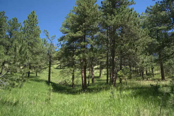 Torre Forest Ranger Nas Black Hills Dakota Sul — Fotografia de Stock