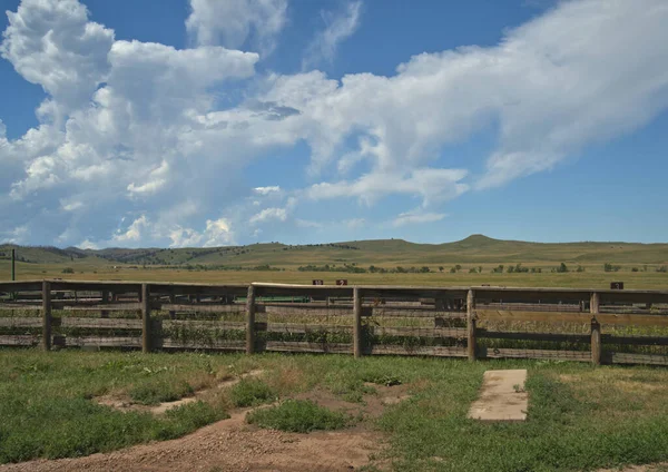 Custer State Park Bisonkorallen Jeden Herbst Werden Die Bisons Impfungen — Stockfoto