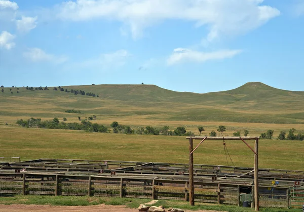 Custer State Park Bison Corrals Minden Ősszel Bison Összesereglését Oltásra — Stock Fotó