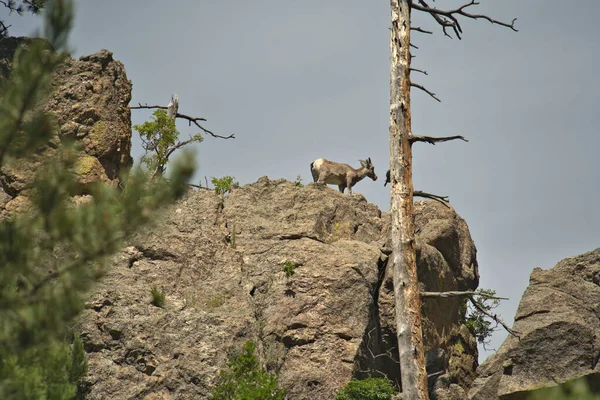 Big Horn Ewe Alto Una Roca —  Fotos de Stock