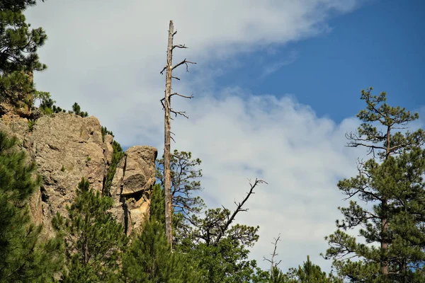 Gökyüzünden Aydınlatılmış Çam Ağaçları Kayaların Güzel Manzarası — Stok fotoğraf