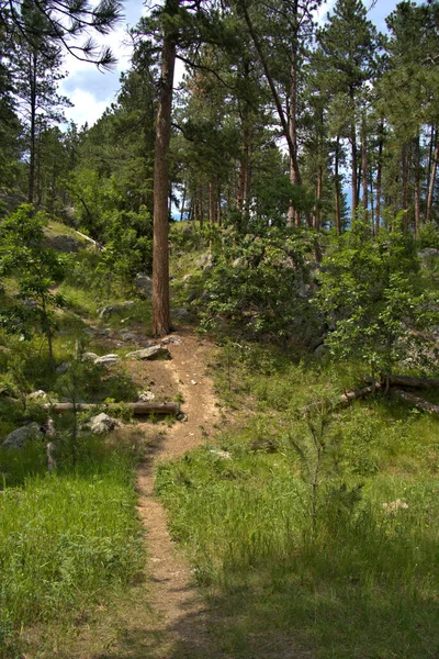 Mountain Hiking Trail Thru Forest — Stock fotografie