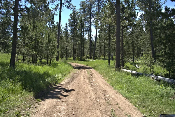 Atv Trail Black Hills National Forest — Foto Stock