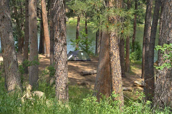 Zeltlager Entlang Eines Sees Einem Kiefernhain — Stockfoto