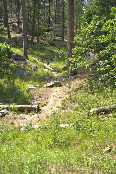 Hiking Trail Leading Pine Forest — Φωτογραφία Αρχείου