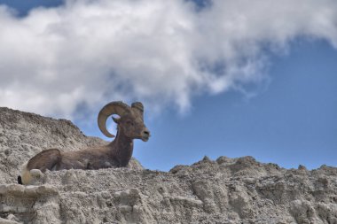 Big Horn Ram on a cliff in the Bad Lands of South Dakota