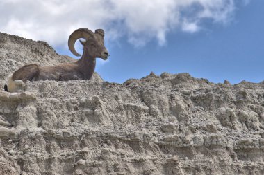 Big Horn Ram on a cliff in the Bad Lands of South Dakota
