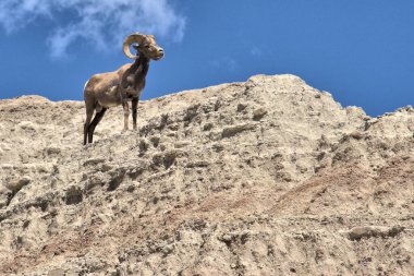 Big Horn Ram on a cliff in the Bad Lands of South Dakota
