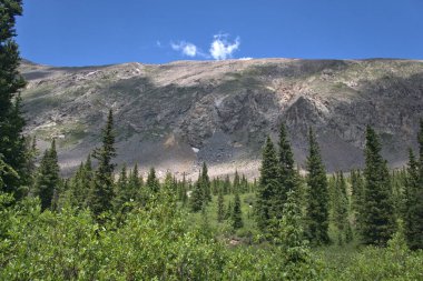 Forest that has survived the avalanche of snow in previous years