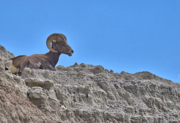 Big Horn Ram on a cliff in the Bad Lands of South Dakota