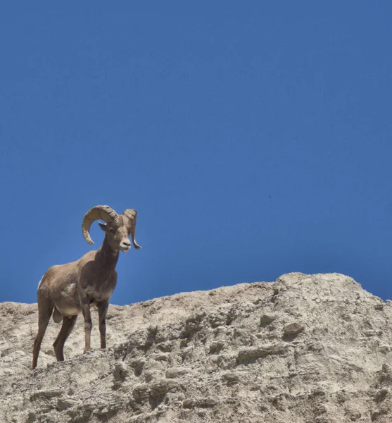 Big Horn Ram Cliff Bad Lands South Dakota — Fotografia de Stock