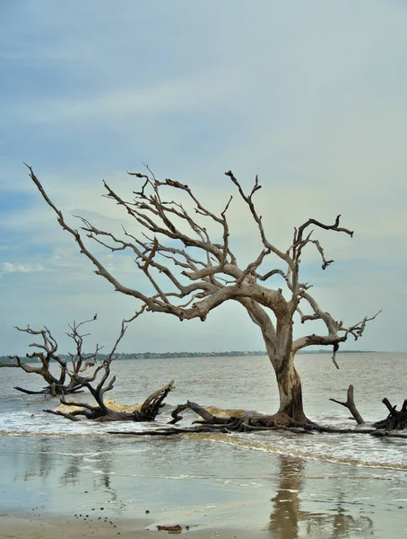 Overcast Skys Dead Tree Sandy Beach — Fotografia de Stock