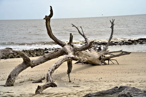 Sunlight Tree Has Washed Sandy Beach — 스톡 사진
