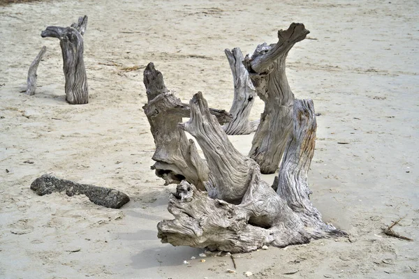 Driftwood Imbedded Sandy Beach — Fotografia de Stock