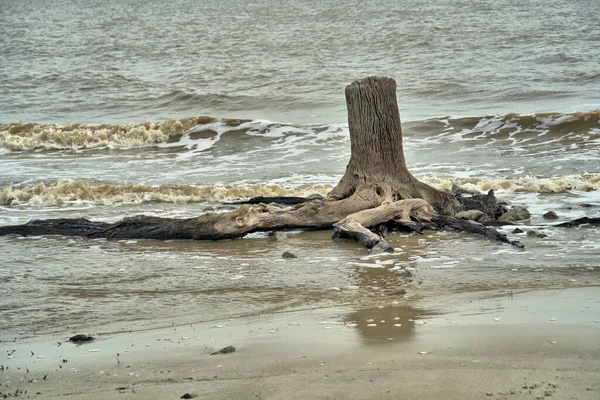 Tree Stump Sticking Out Ocean Water Sandy Beach — Photo