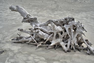 Kumlu bir sahilde yıkanmış eğri büğrü bir ağaçta güneş ışığı.